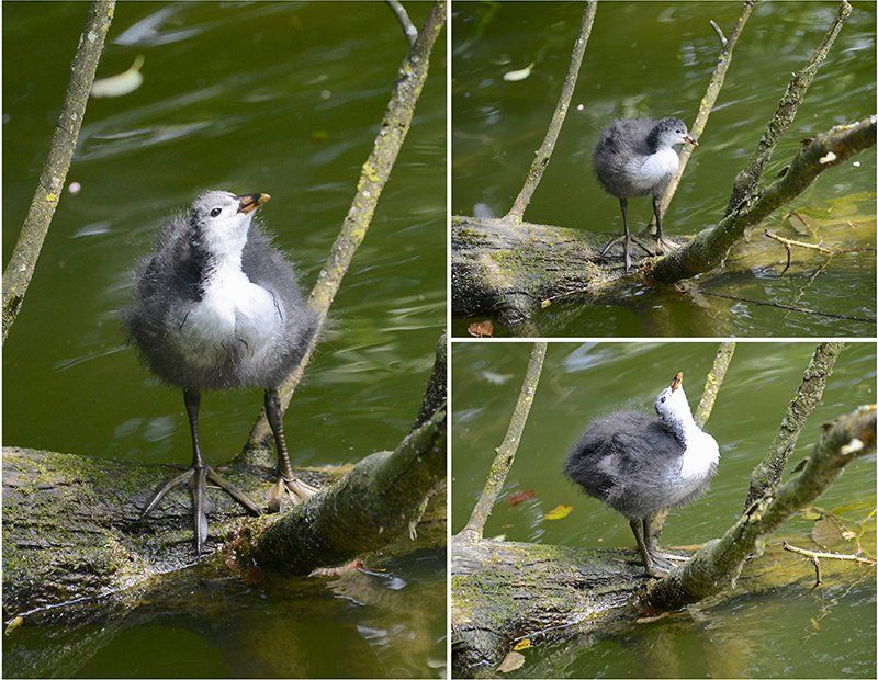 Fotografie Alfons Weber
