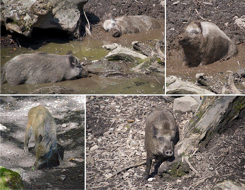 Fotografie Alfons Weber
