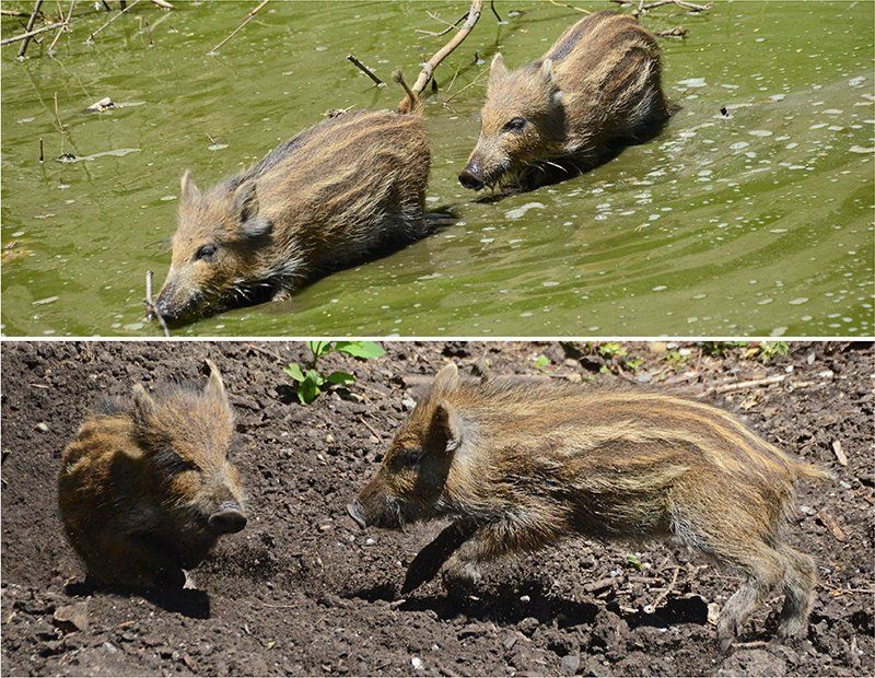 Fotografie Alfons Weber
