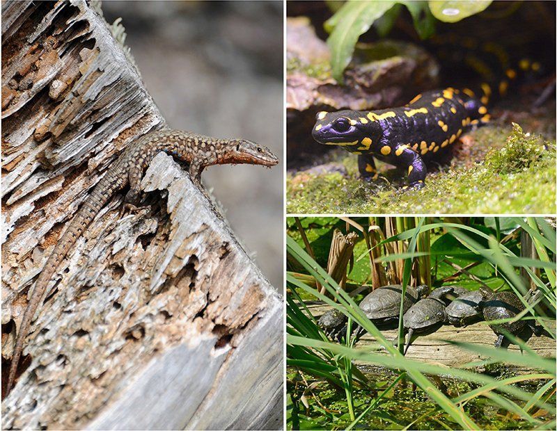 Fotografie Alfons Weber
