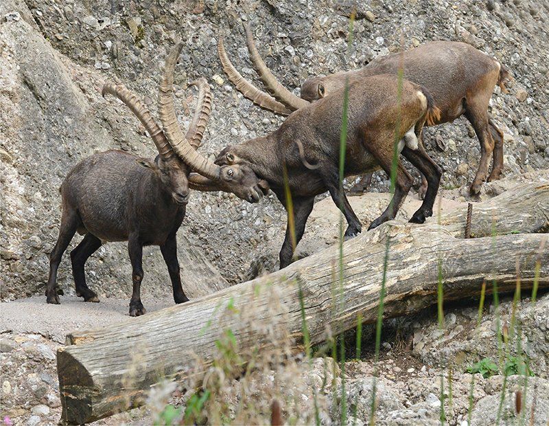 Fotografie Alfons Weber
