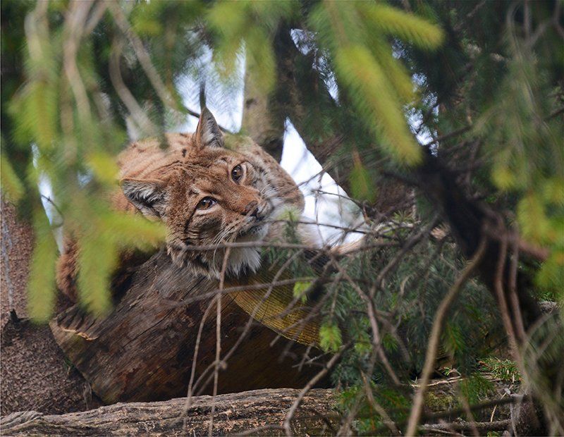 Fotografie Alfons Weber
