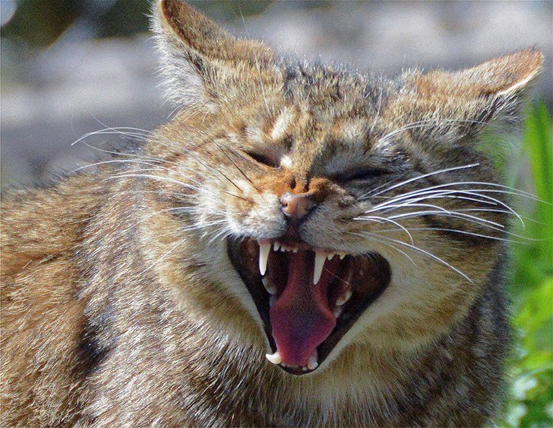 Fotografie Alfons Weber
