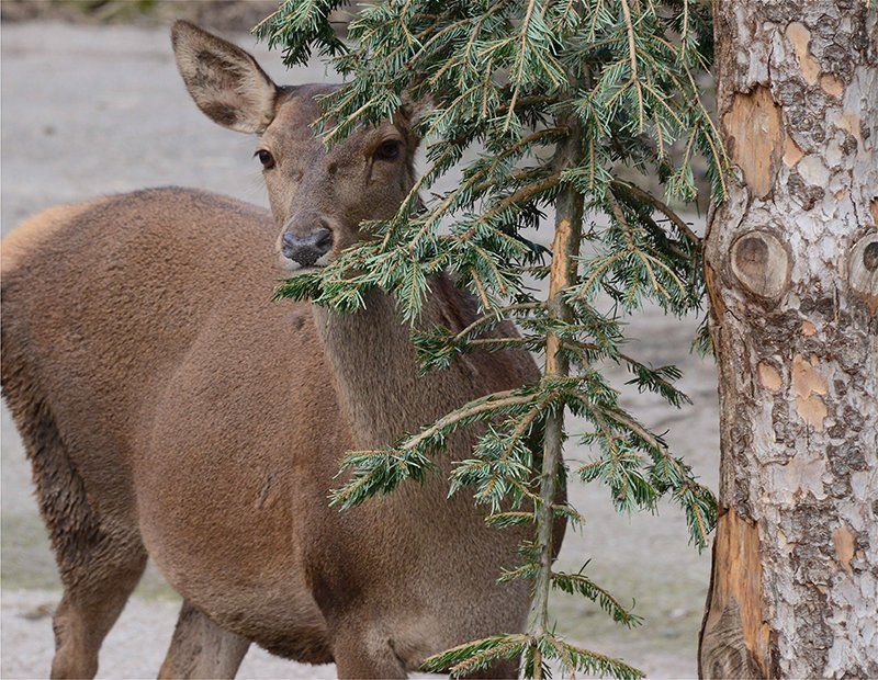 Fotografie Alfons Weber
