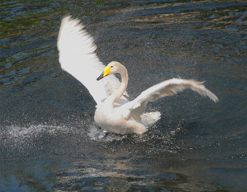 Fotografie Alfons Weber

