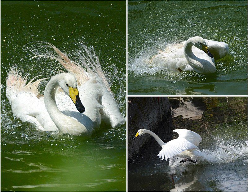 Fotografie Alfons Weber
