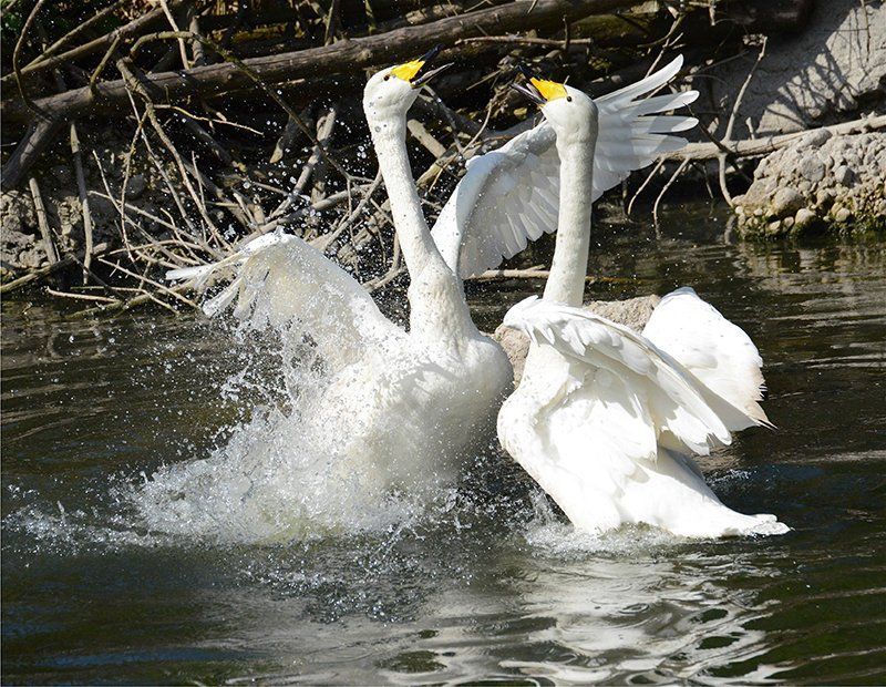 Fotografie Alfons Weber
