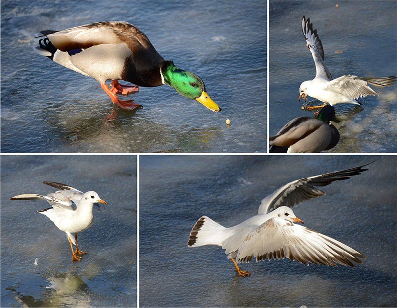 Fotografie Alfons Weber
