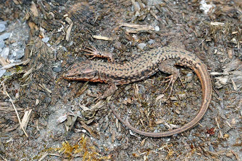 Fotografie Alfons Weber
