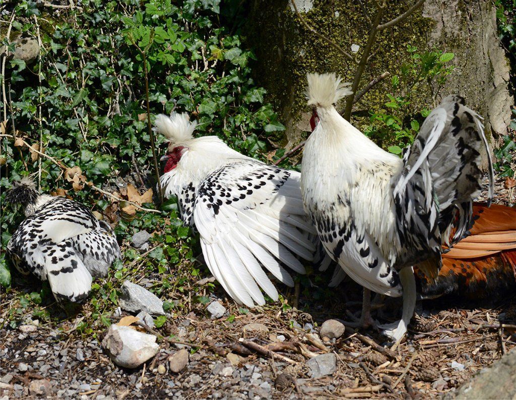 Fotografie Alfons Weber
