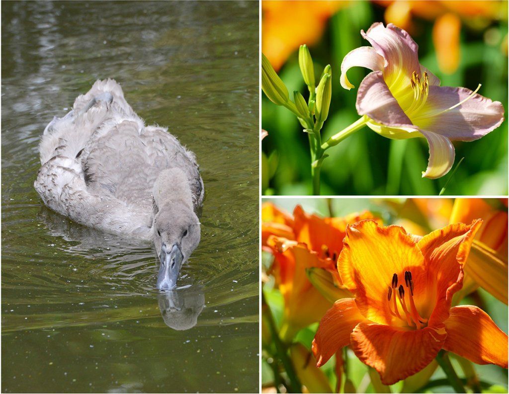 Fotografie Alfons Weber
