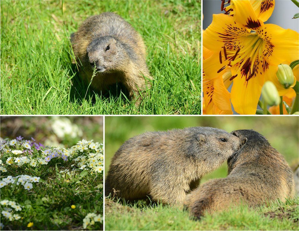 Fotografie Alfons Weber
