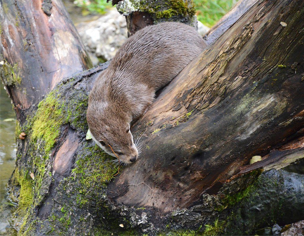Fotografie Alfons Weber
