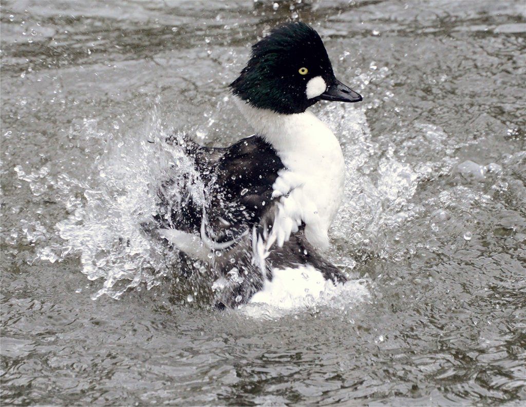 Fotografie Alfons Weber
