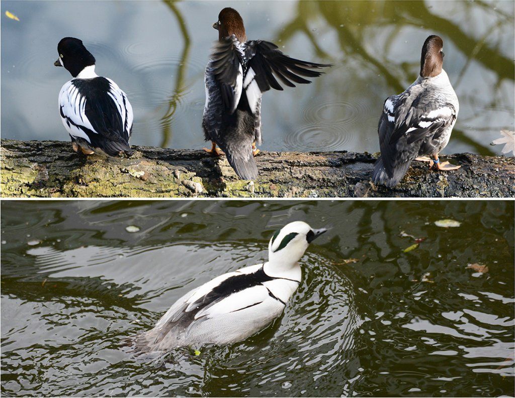 Fotografie Alfons Weber
