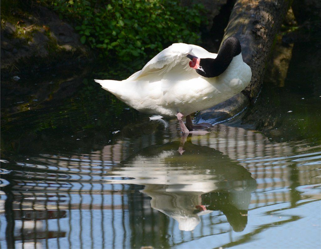 Fotografie Alfons Weber
