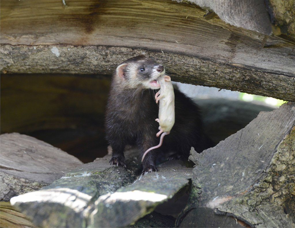 Fotografie Alfons Weber
