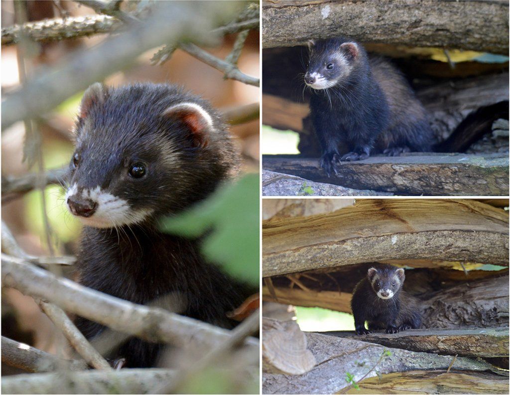 Fotografie Alfons Weber
