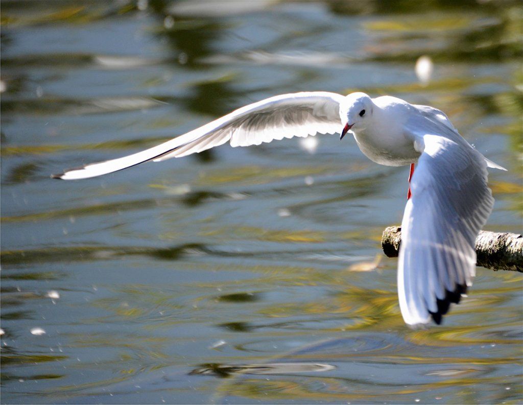 Fotografie Alfons Weber
