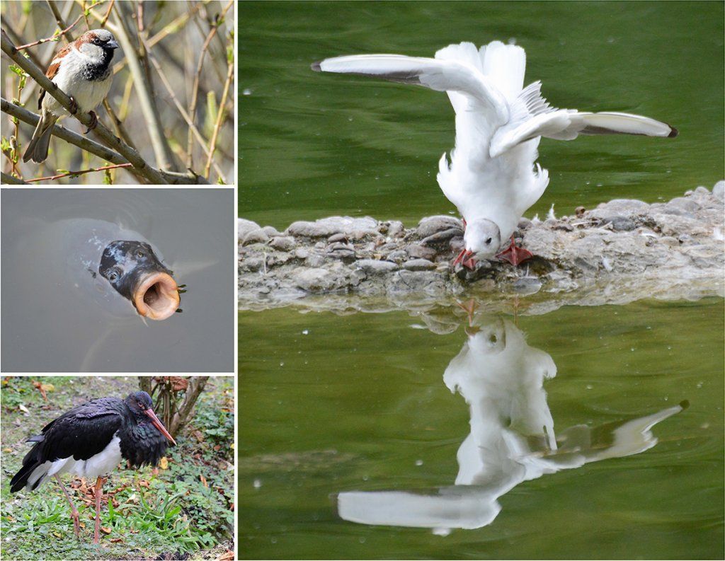 Fotografie Alfons Weber
