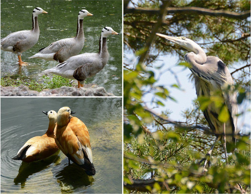 Fotografie Alfons Weber
