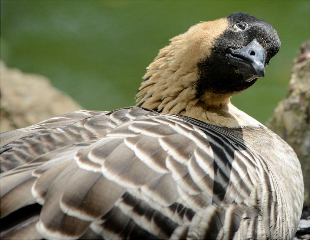 Fotografie Alfons Weber
