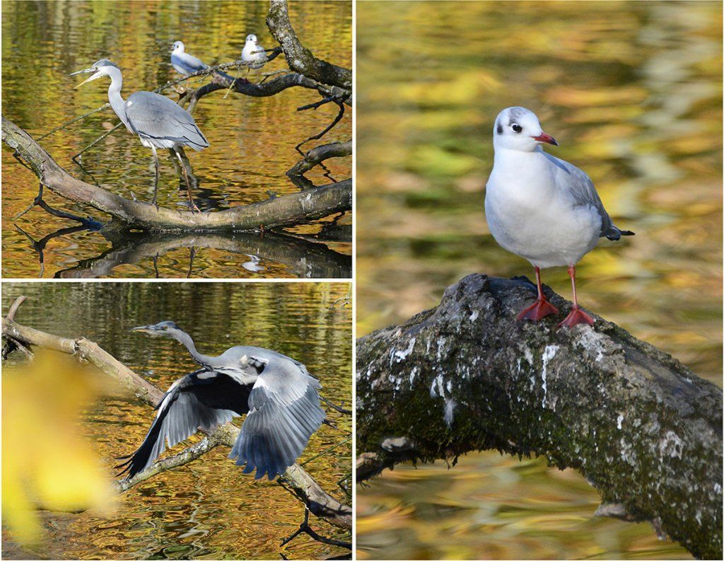 Fotografie Alfons Weber
