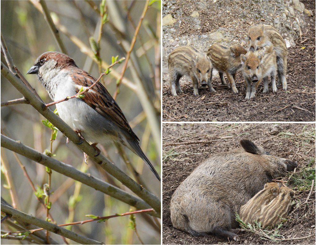 Fotografie Alfons Weber

