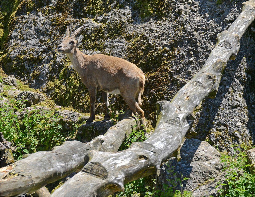 Fotografie Alfons Weber
