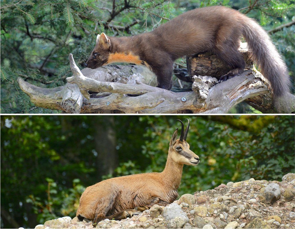 Fotografie Alfons Weber
