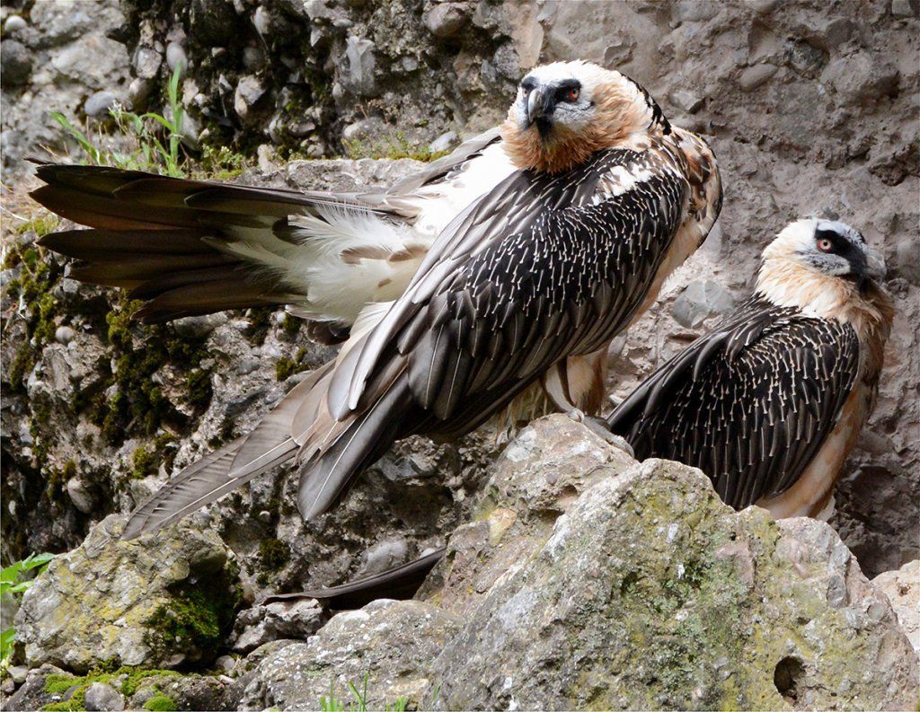 Fotografie Alfons Weber
