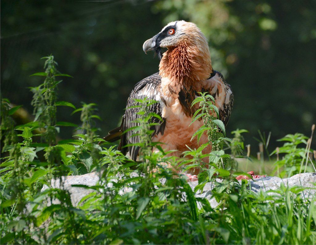 Fotografie Alfons Weber
