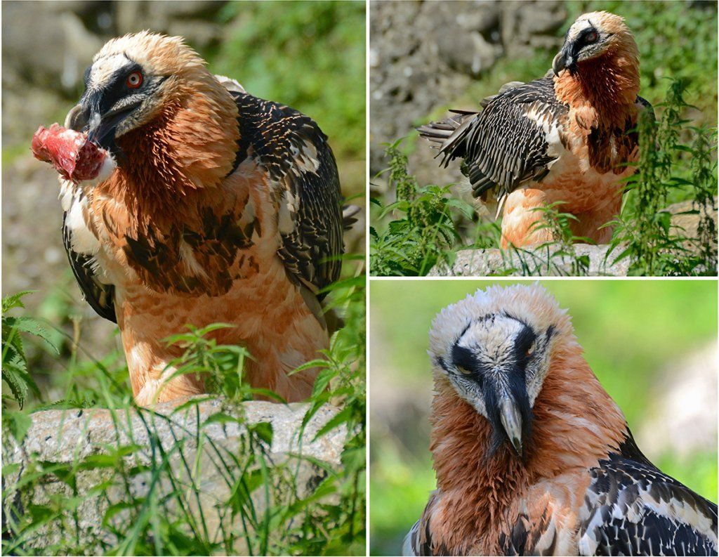 Fotografie Alfons Weber
