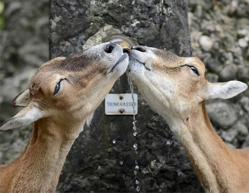 Fotografie Alfons Weber
