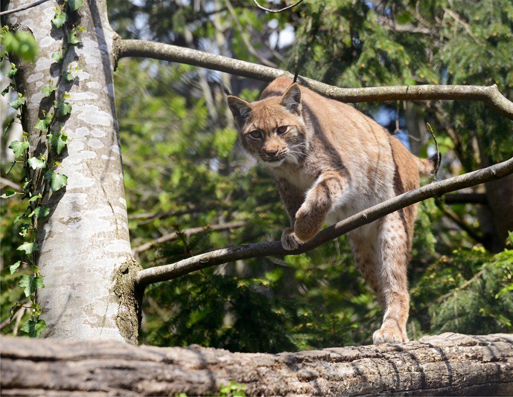 Fotografie Alfons Weber
