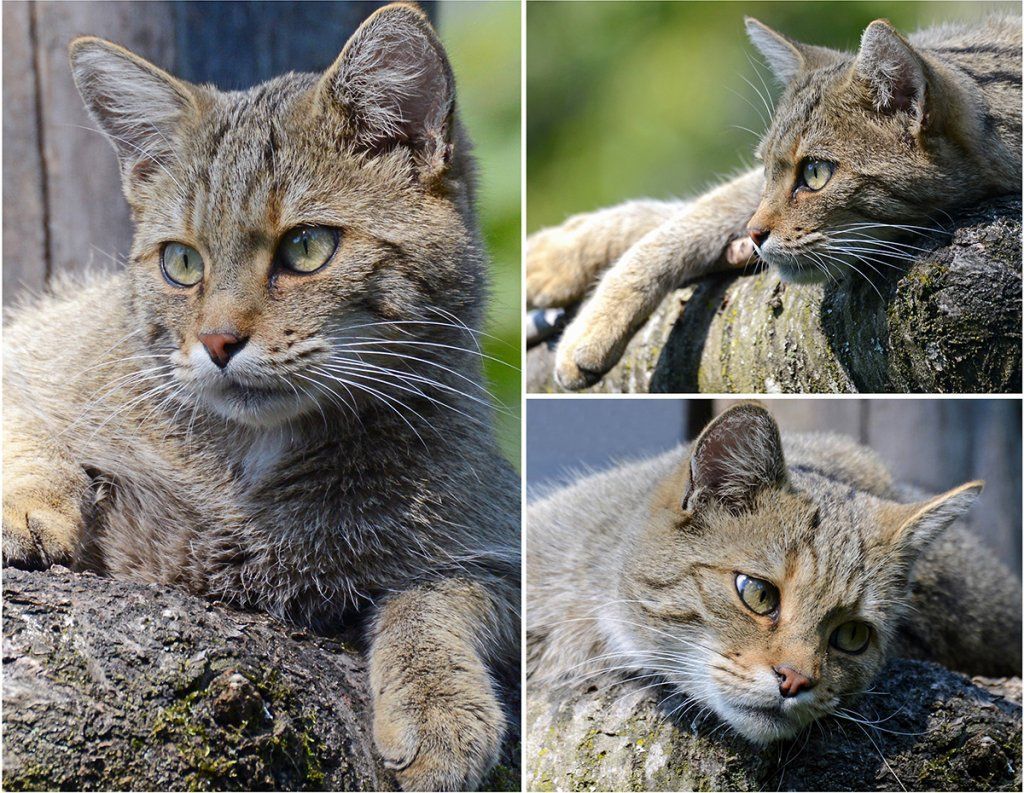 Fotografie Alfons Weber
