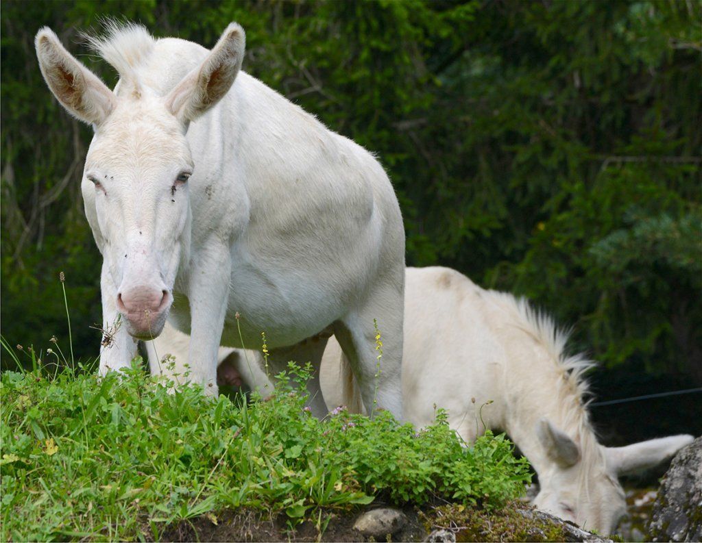 Fotografie Alfons Weber
