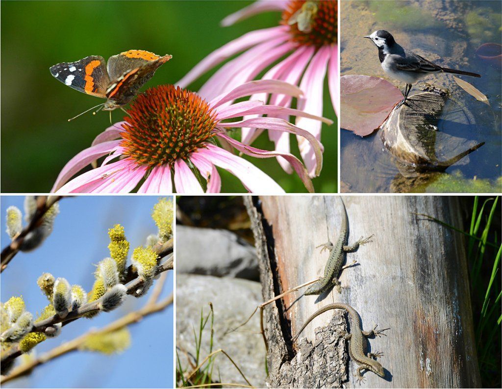 Fotografie Alfons Weber
