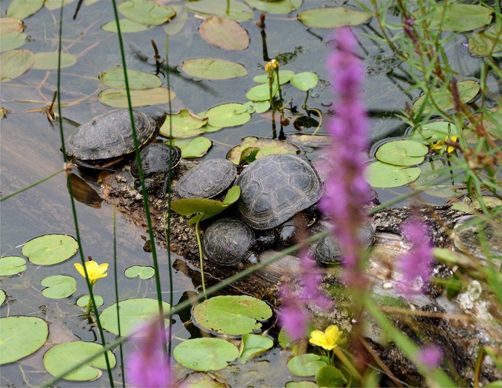 Fotografie Alfons Weber
