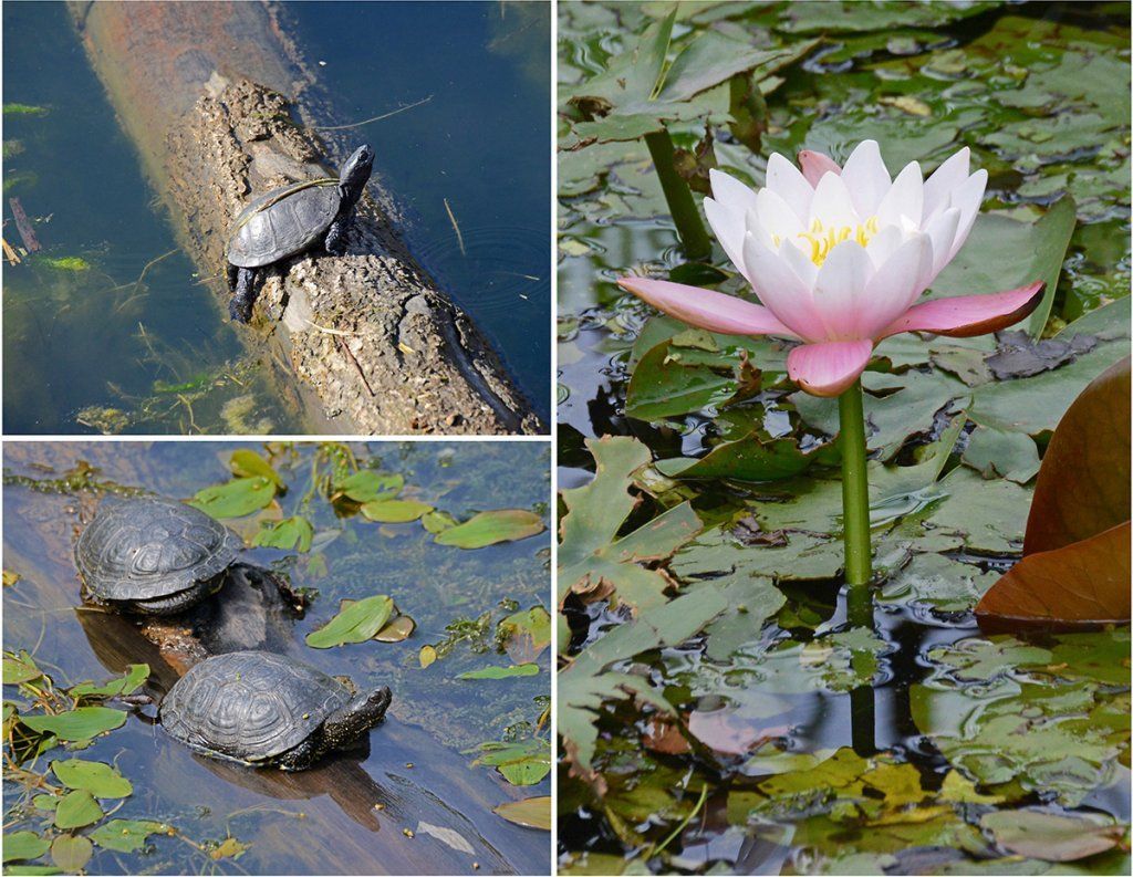 Fotografie Alfons Weber
