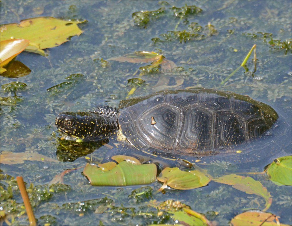 Fotografie Alfons Weber
