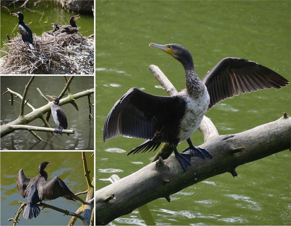 Fotografie Alfons Weber
