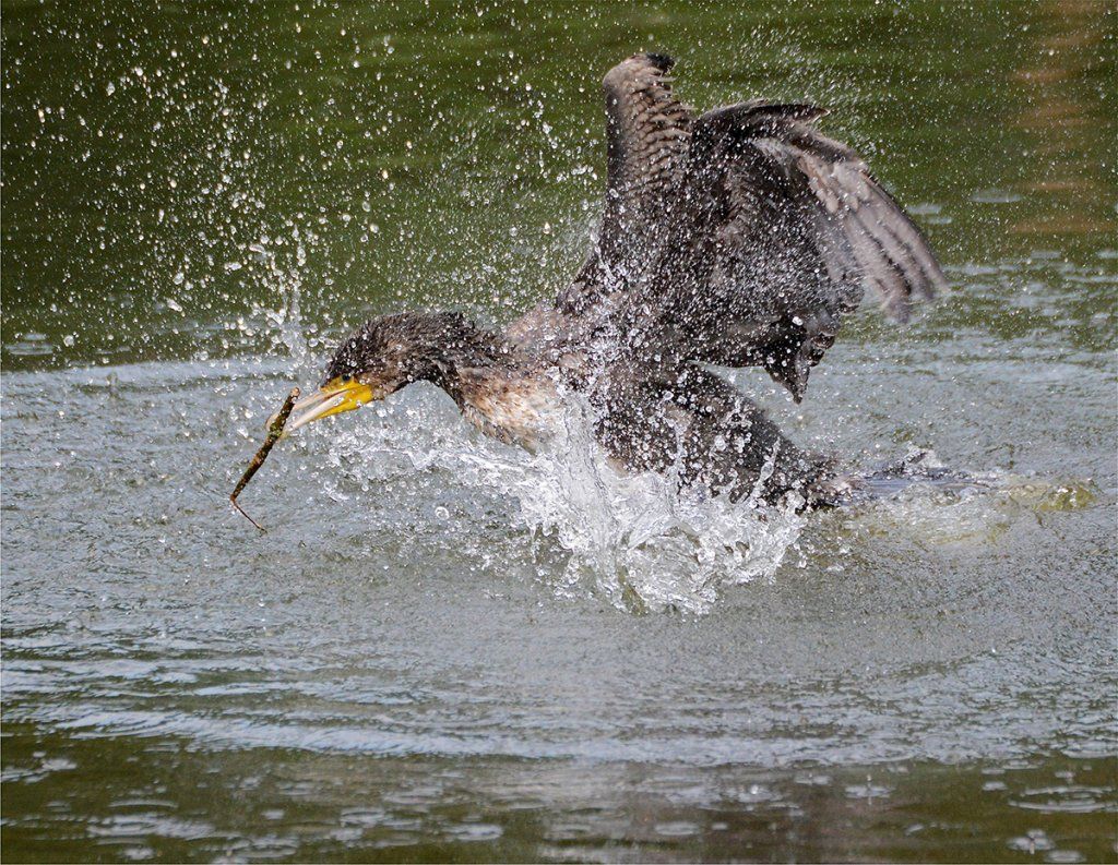 Fotografie Alfons Weber
