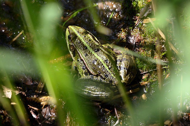 Fotografie Alfons Weber
