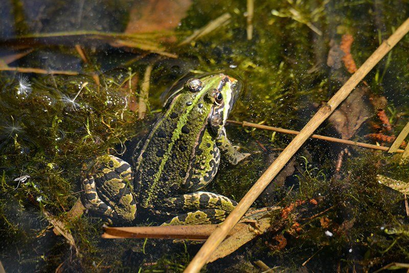 Fotografie Alfons Weber
