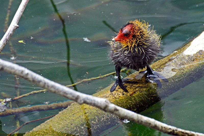 Fotografie Alfons Weber

