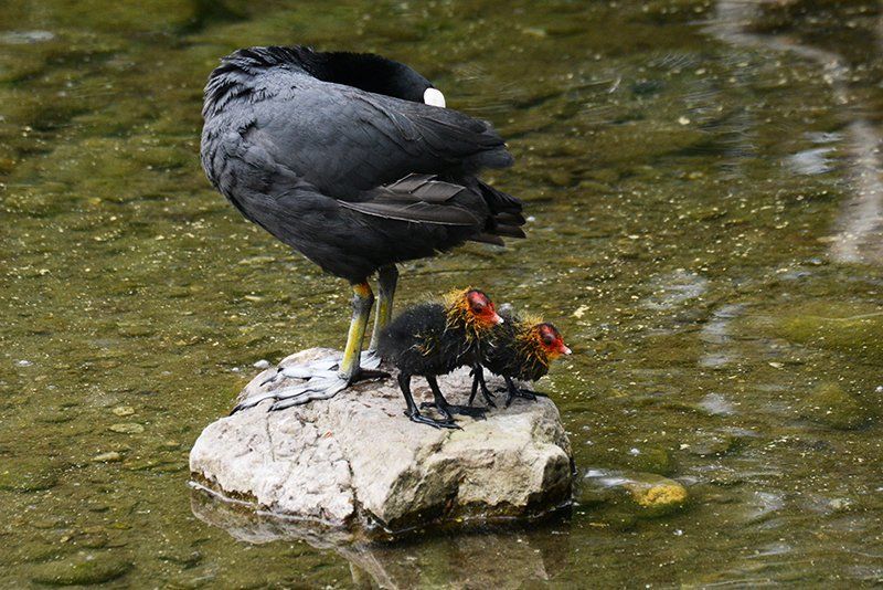 Fotografie Alfons Weber
