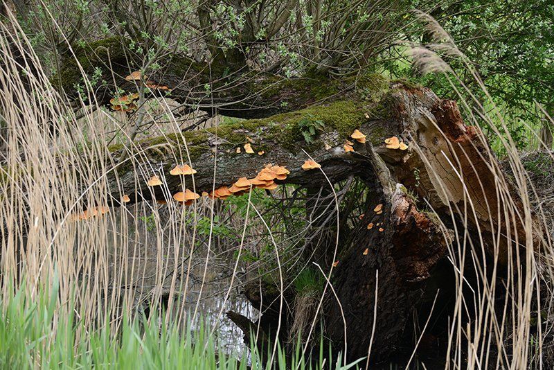 Fotografie Alfons Weber
