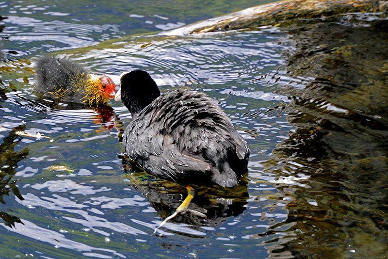 Fotografie Alfons Weber
