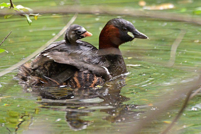 Fotografie Alfons Weber
